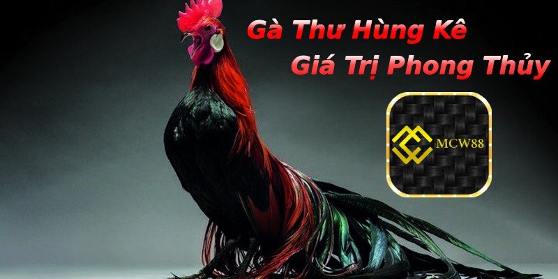 Giống gà mang giá trị phong thủy cao