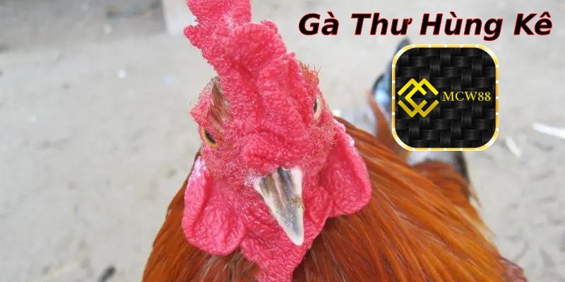 Giới thiệu giống gà Thư Hùng Kê