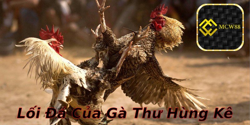 Lối đá đặc biệt của gà Thư Hùng Kê